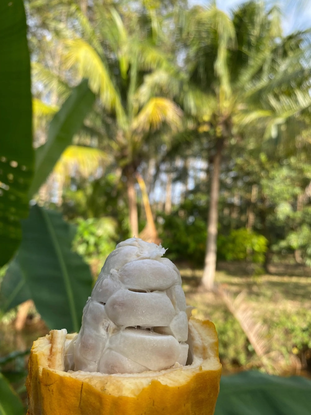 70% Thailand Dark Chocolate