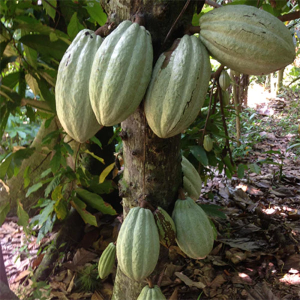 Prohibition Milk Chocolate